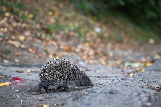 杨鸣的连续